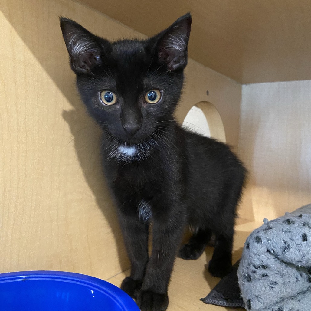 CHRISTIAN - Domestic Shorthair available for adoption