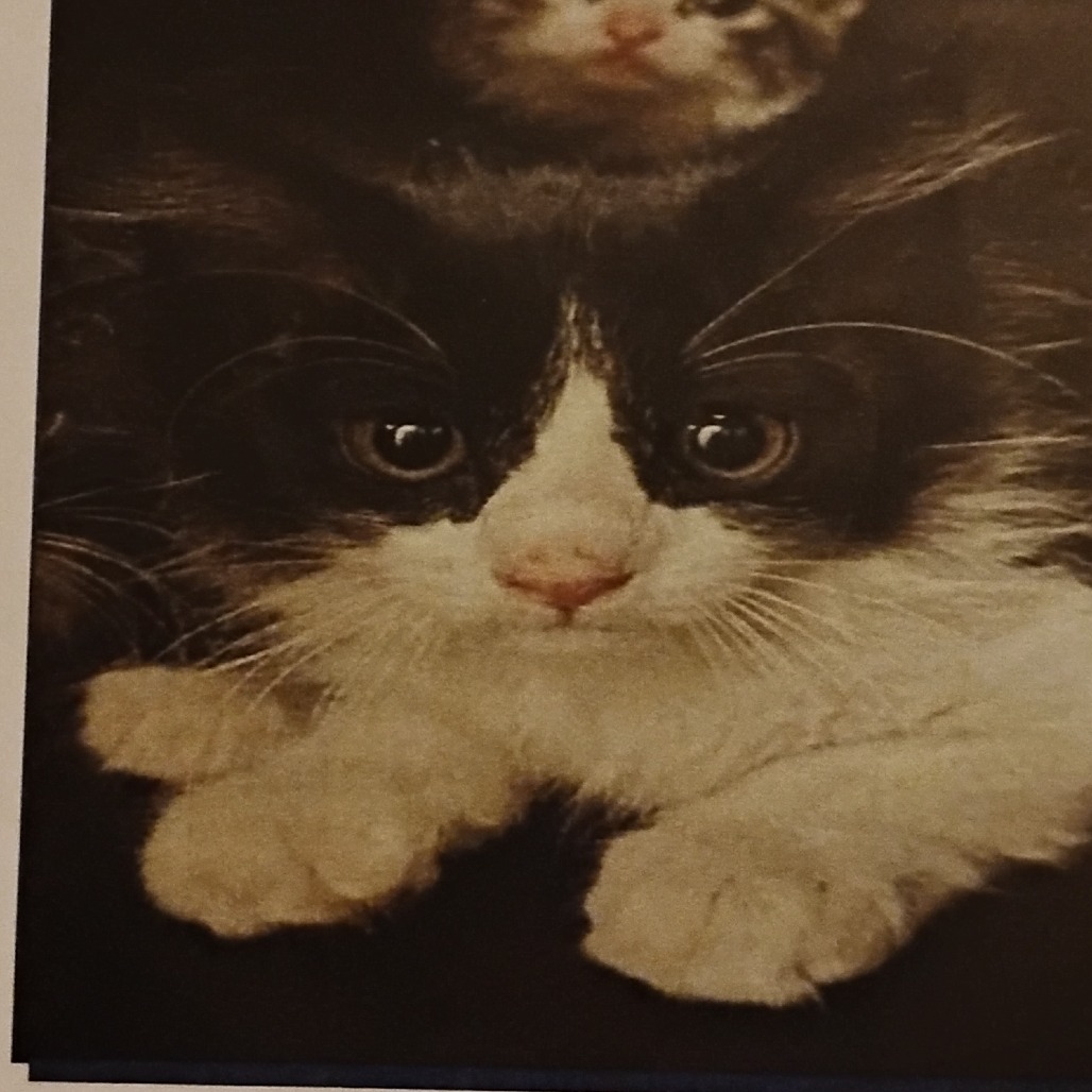 GERALD - Domestic Medium Hair available for adoption