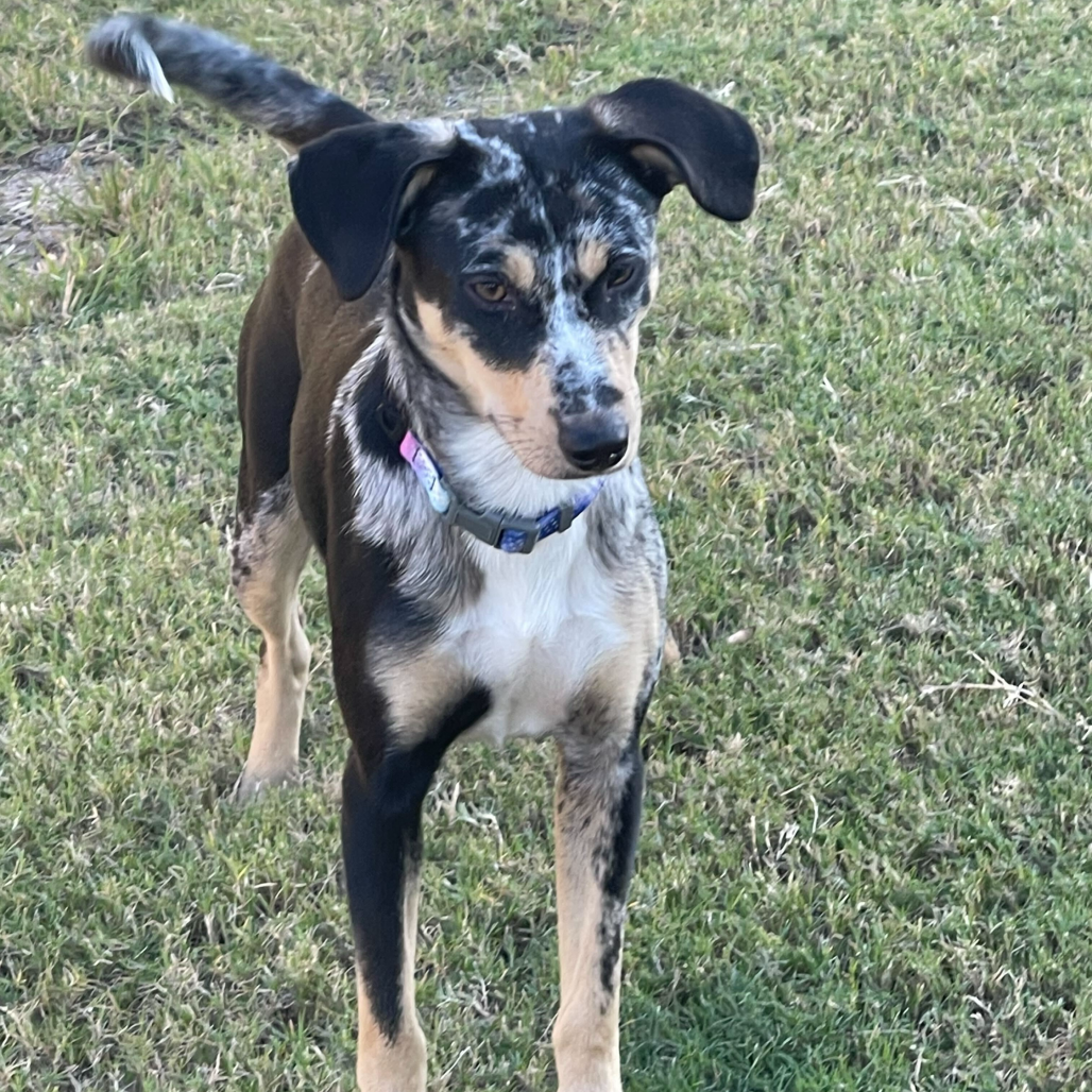 Maxi — thumbnail 5