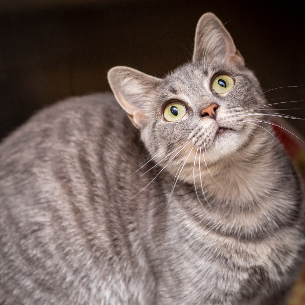 MOMMA CAT - Domestic Shorthair / Mix available for adoption