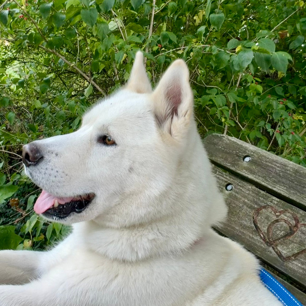 Bobo, photo 38