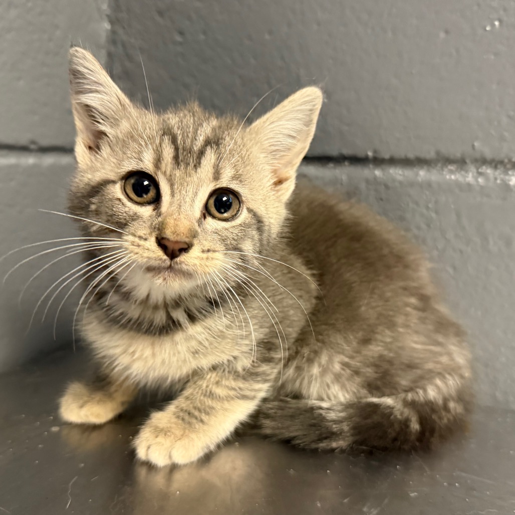 Tusc Stray 84127