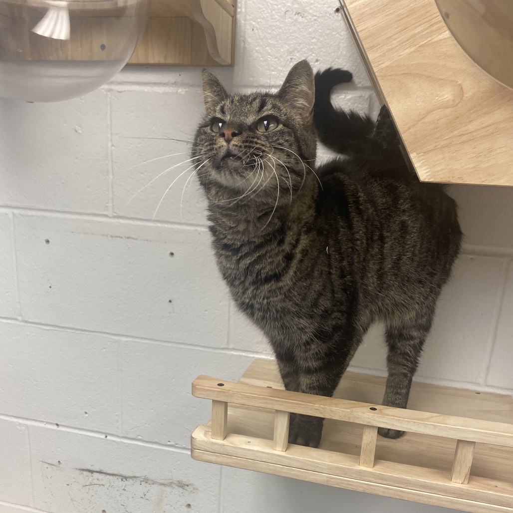 Klaus — thumbnail 3