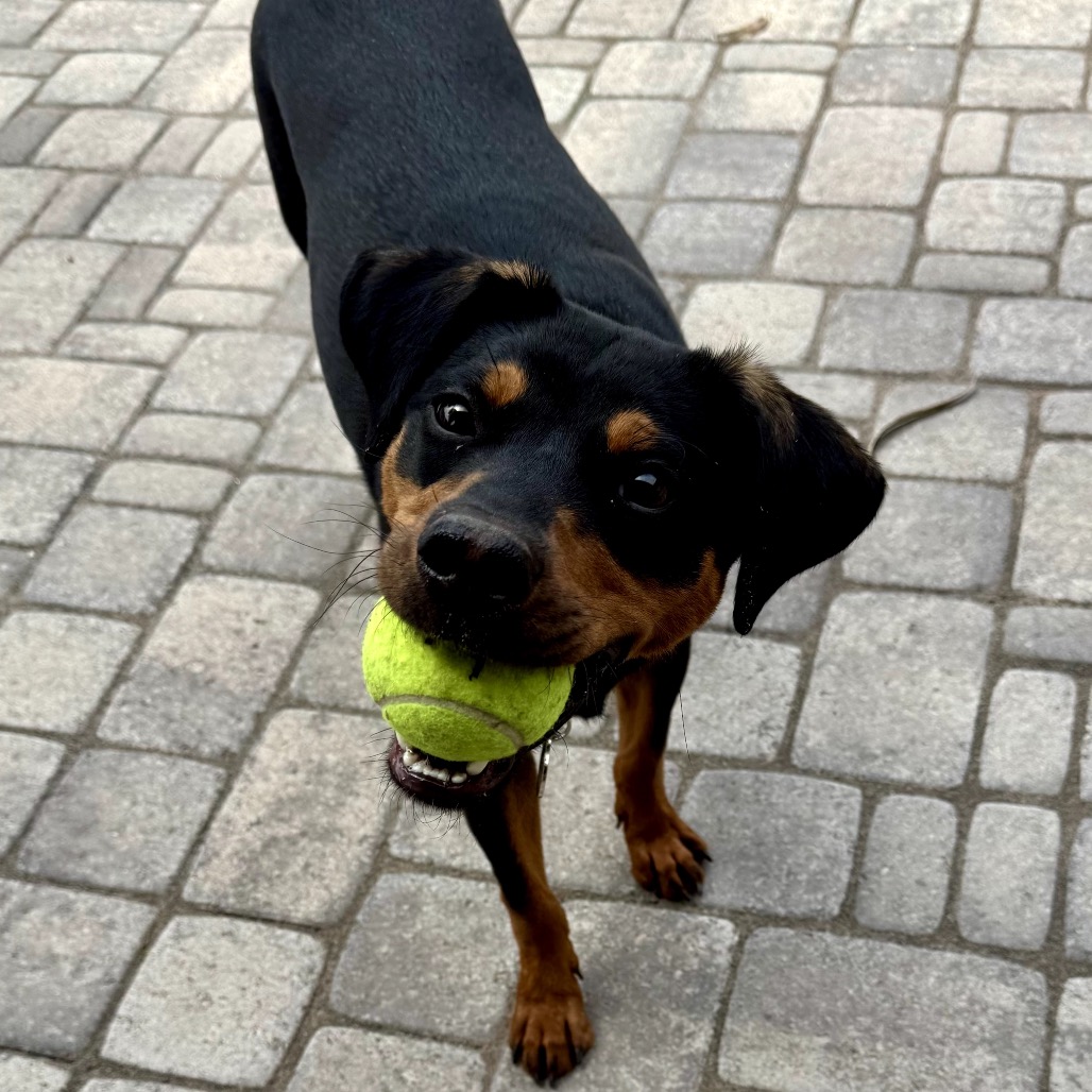 Bentley, photo 10