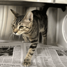 DR. JUMBA (663652) - Domestic Shorthair available for adoption