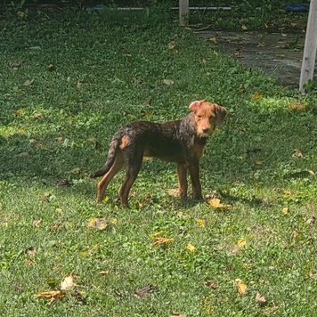 BROWNIE - Terrier / Poodle available for adoption