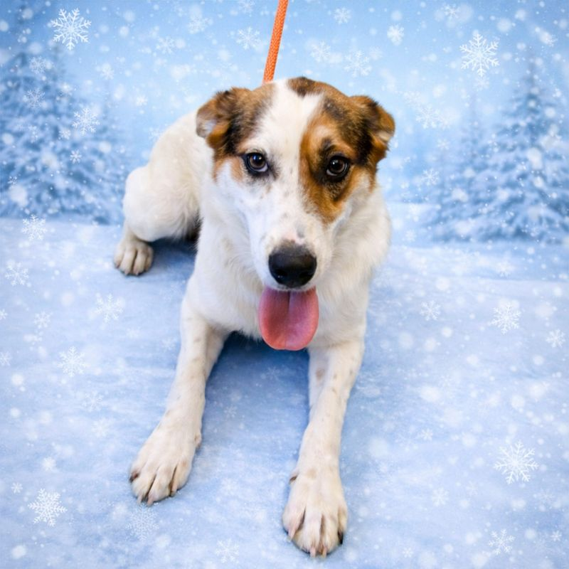 SHELLY — thumbnail 3