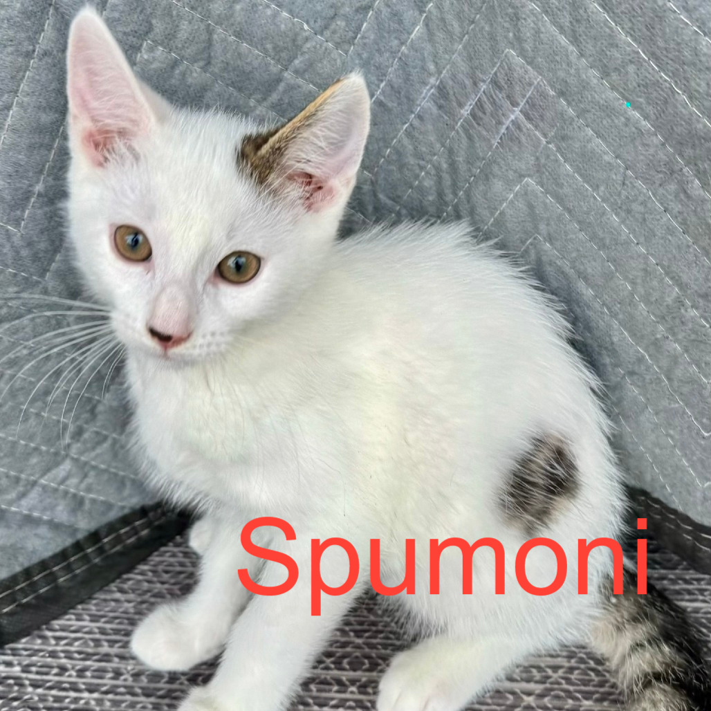 Spumoni, an adoptable cat