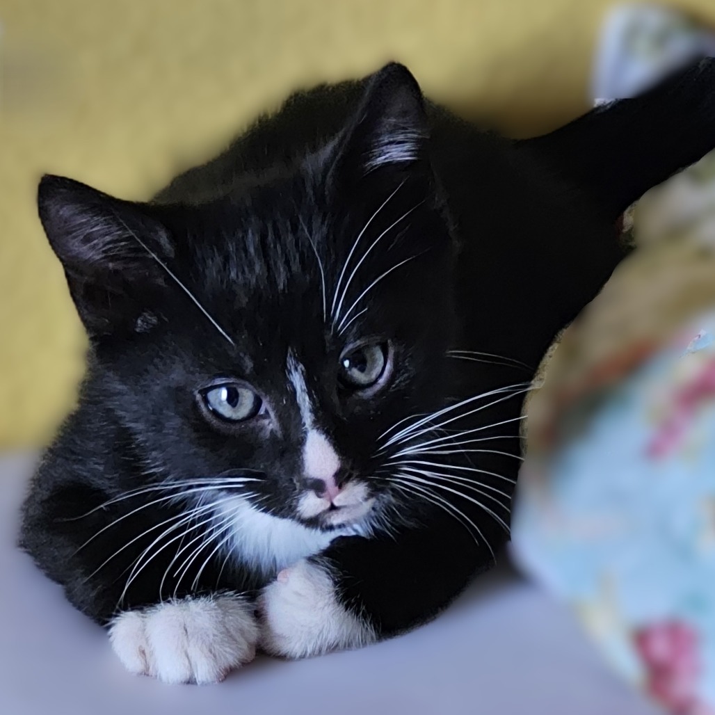 Mako Shark: Male 2 Domestic Shorthair