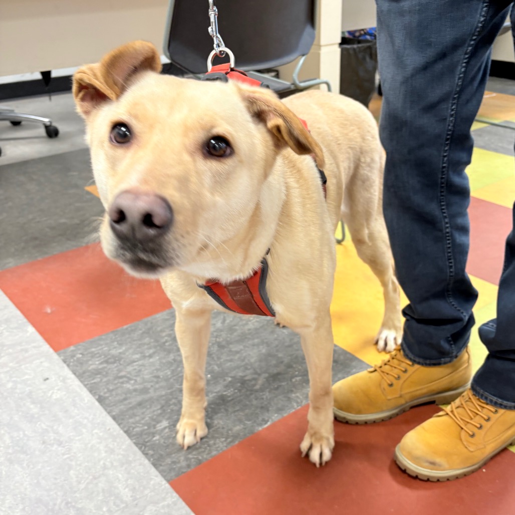 Honey — thumbnail 2