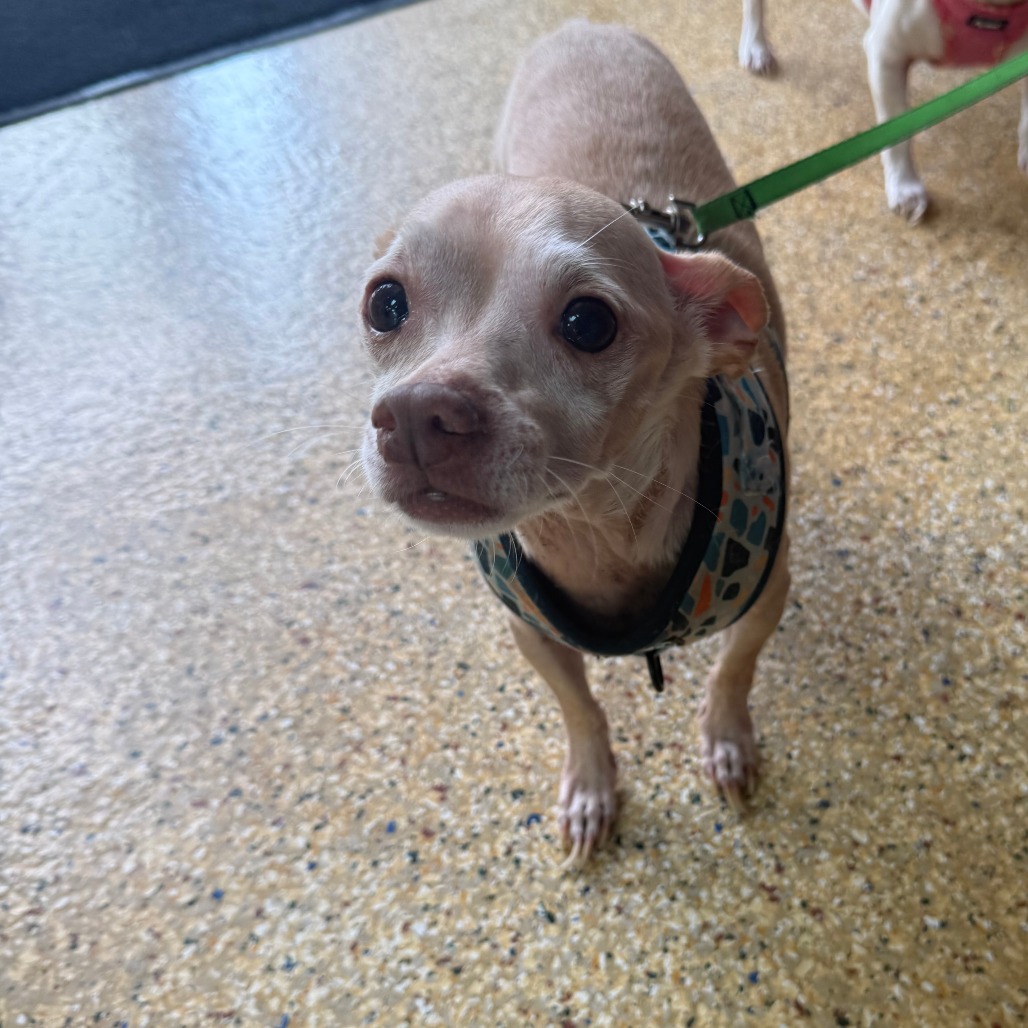 BLUE - Chihuahua, Short Coat / Mix available for adoption