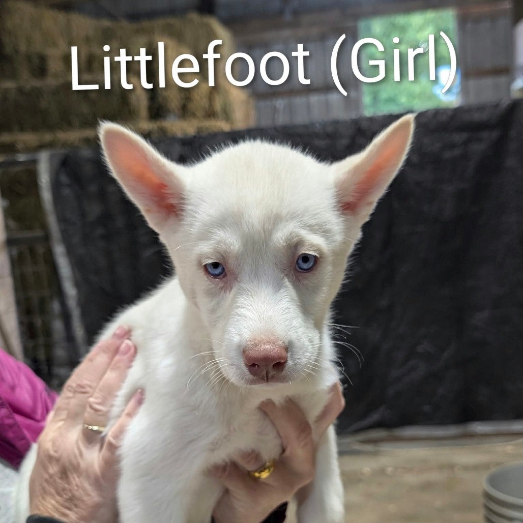 Littlefoot