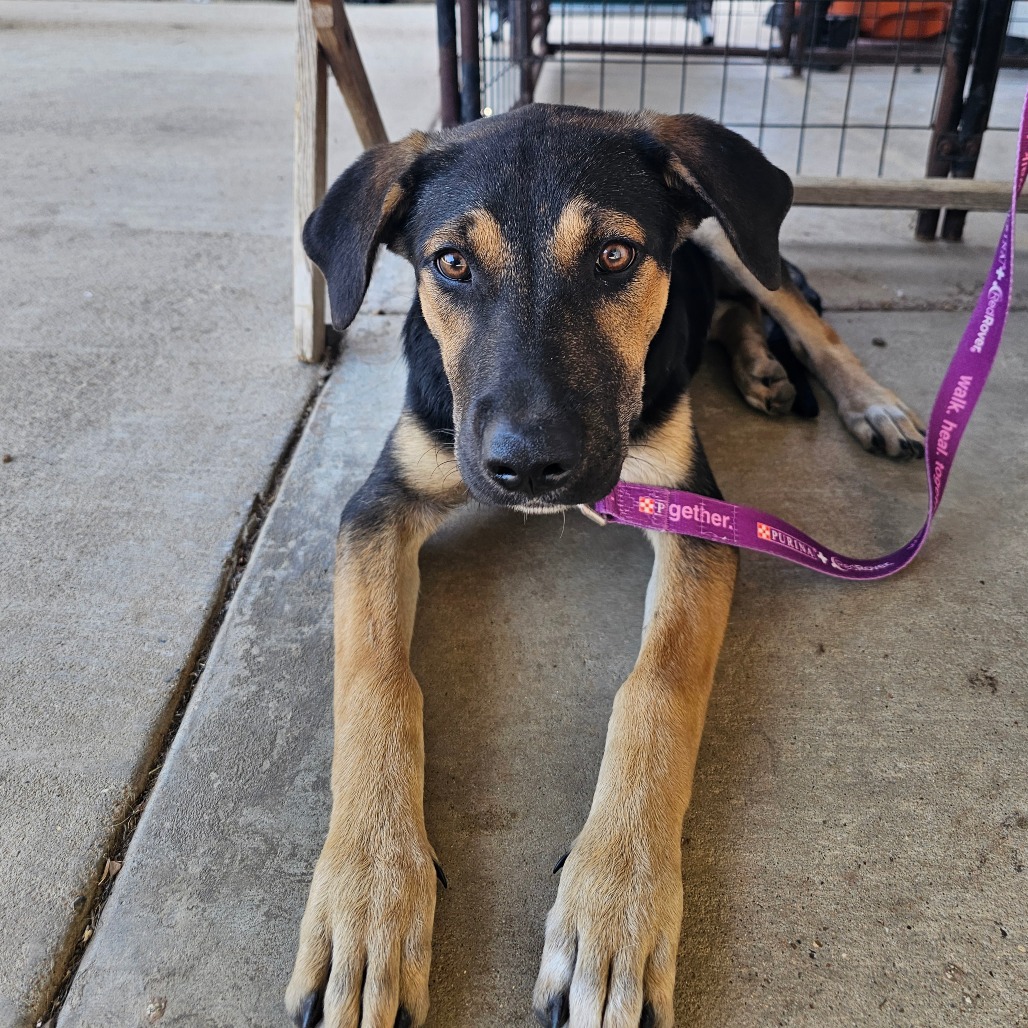 Maggie, a Shepherd, German / Mix