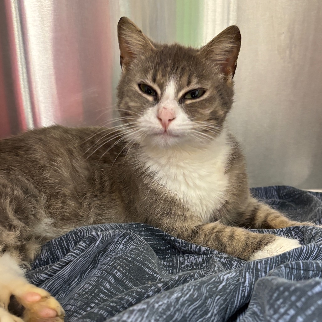 TOMMY GIRL - Domestic Shorthair available for adoption