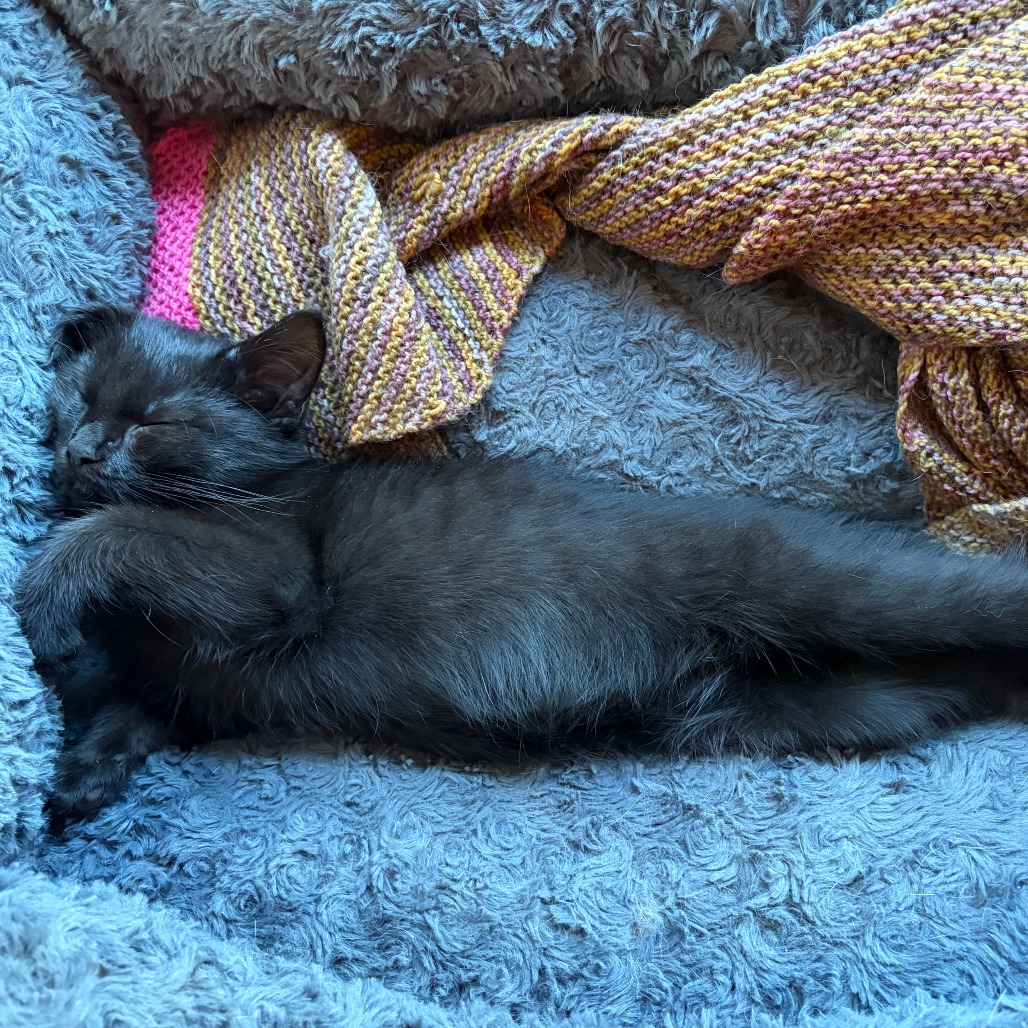 Photo of Blackjack