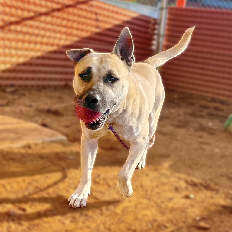 Neko — thumbnail 7