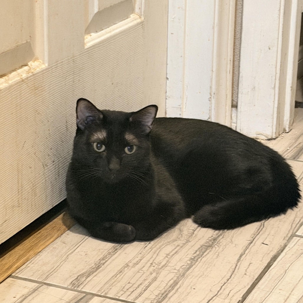 BLACKY - Domestic Shorthair available for adoption