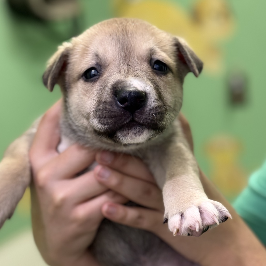 Candy Sprinkles — thumbnail 4