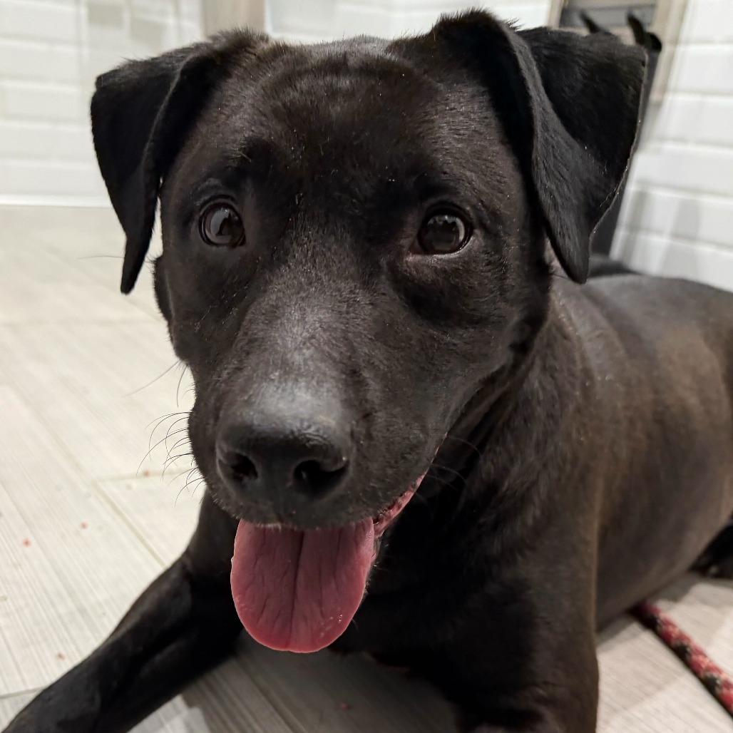 Seraphina — thumbnail 2