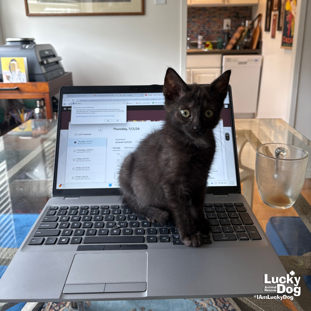ONEIDA - Domestic Shorthair available for adoption