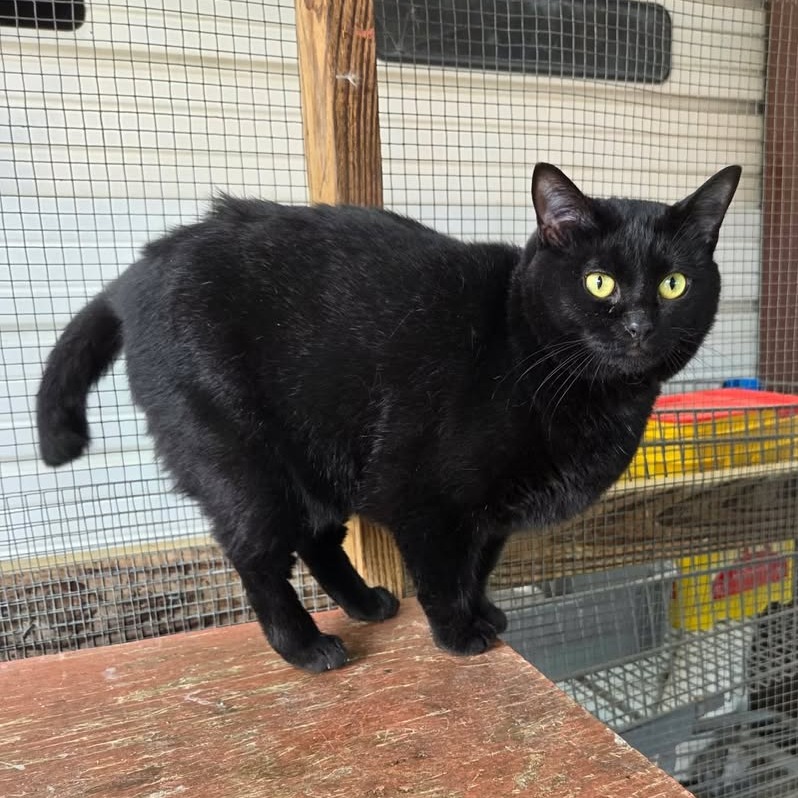 SWIZZLE-AT PETSMART MADISON EAST - Domestic Shorthair available for adoption