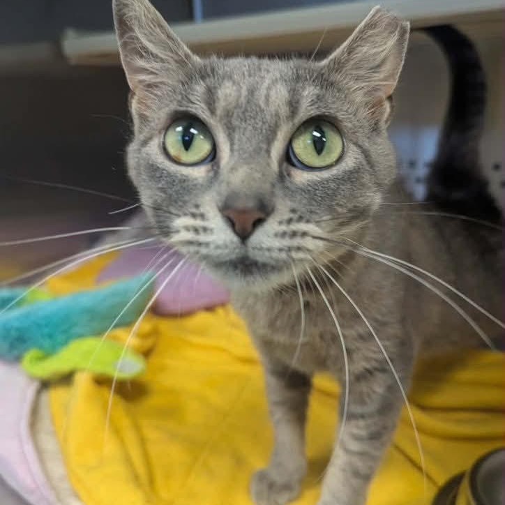 NADIA-AT PETSMART MADISON EAST - Domestic Shorthair available for adoption