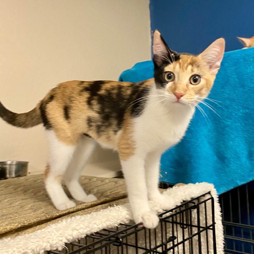 Mycelia: Female 4 Domestic Shorthair