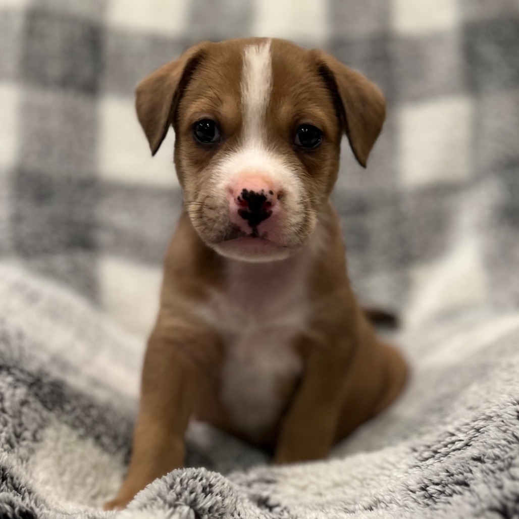 Misty's Pup- Bagel — thumbnail 2