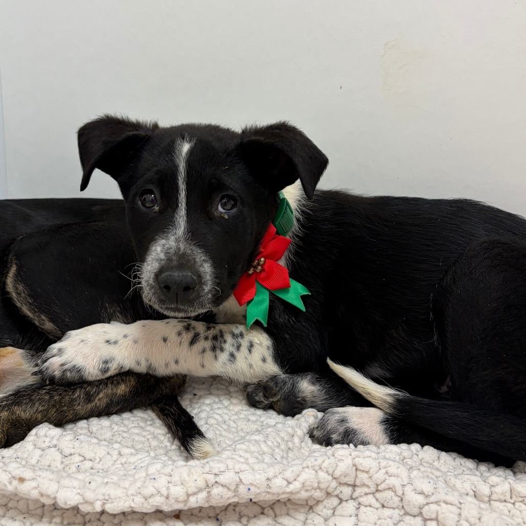 Dragon Dance — thumbnail 3