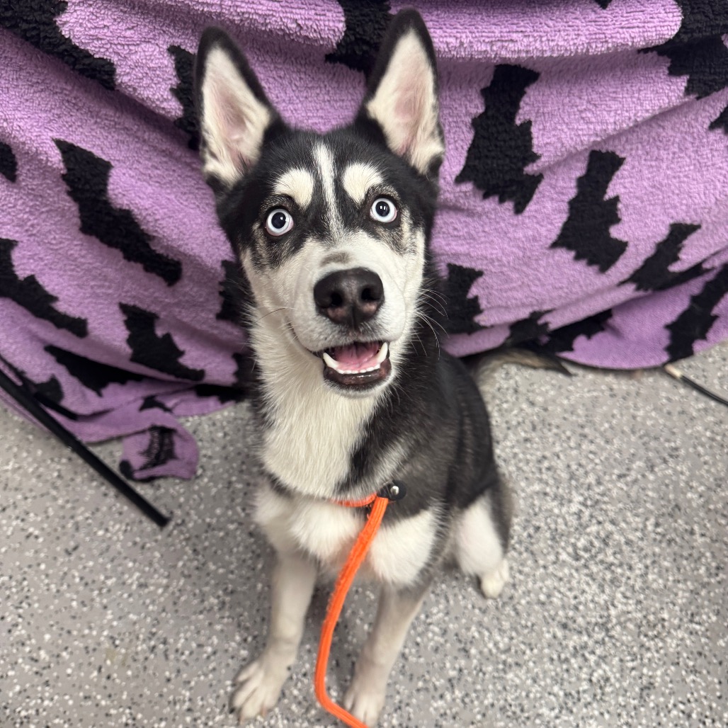 AURORA - Husky available for adoption