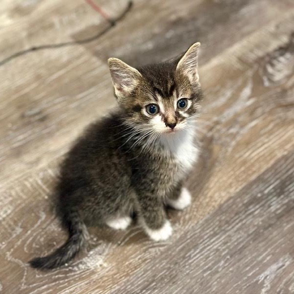 MOCHA - Domestic Shorthair available for adoption