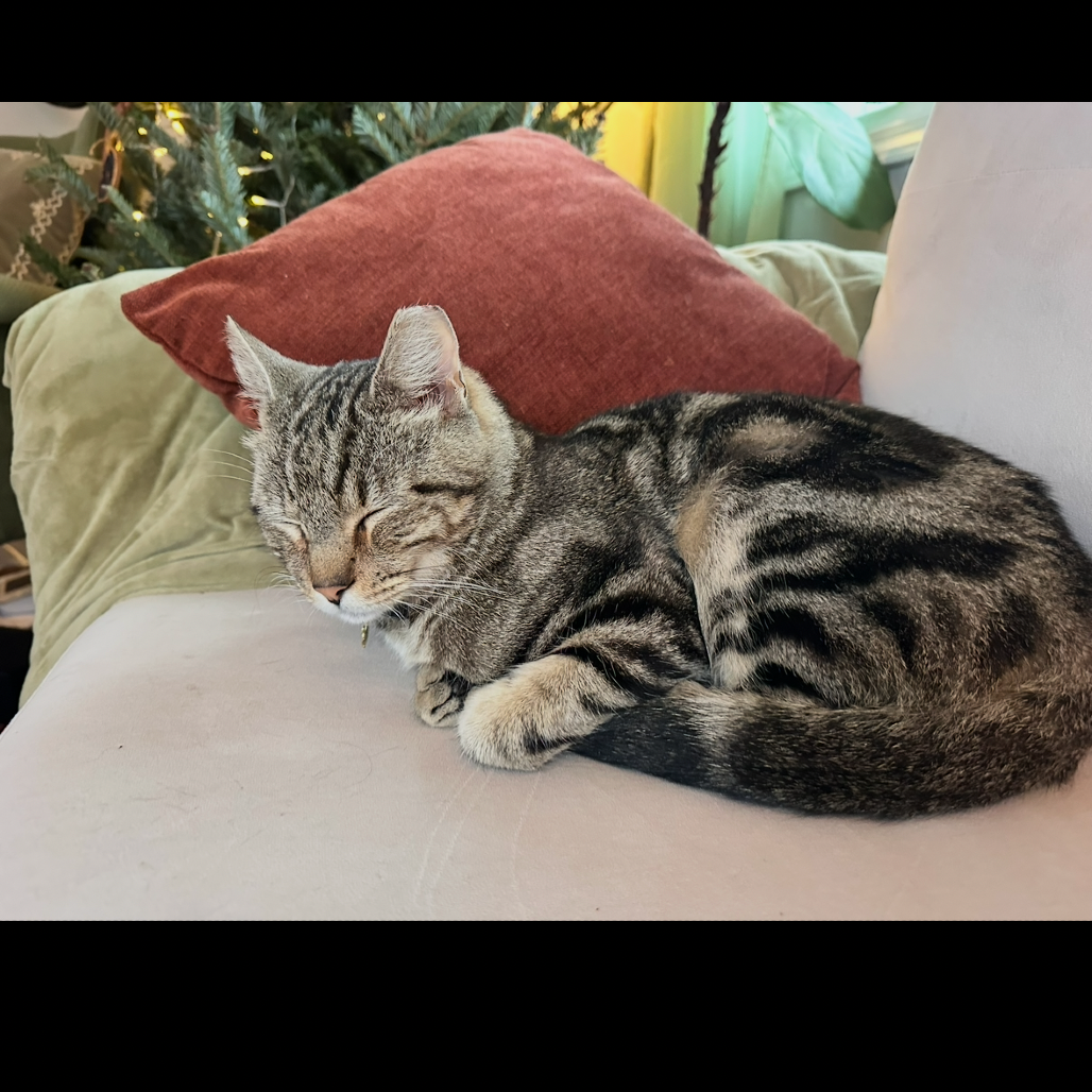 Suki — thumbnail 5