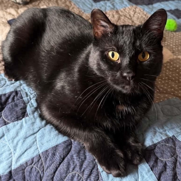 Nyx