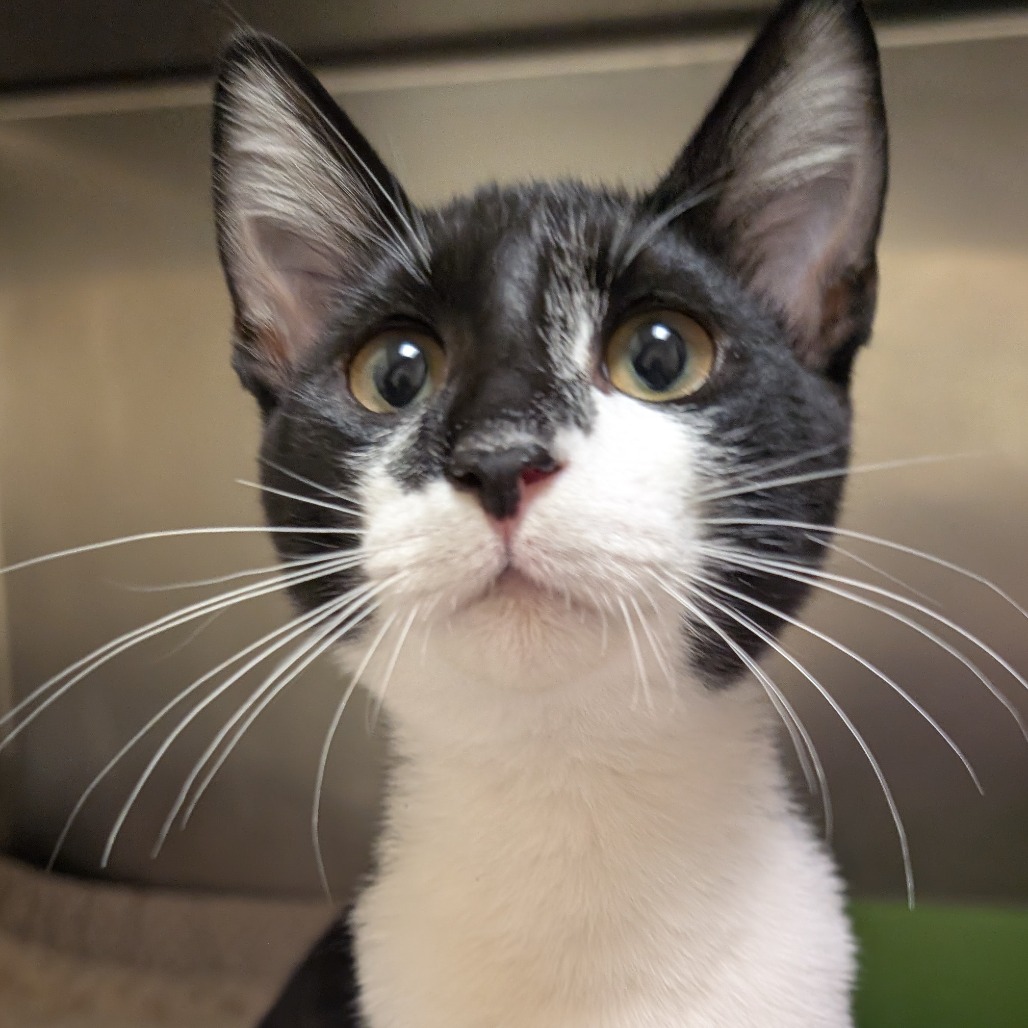 GINGKO - Domestic Shorthair available for adoption