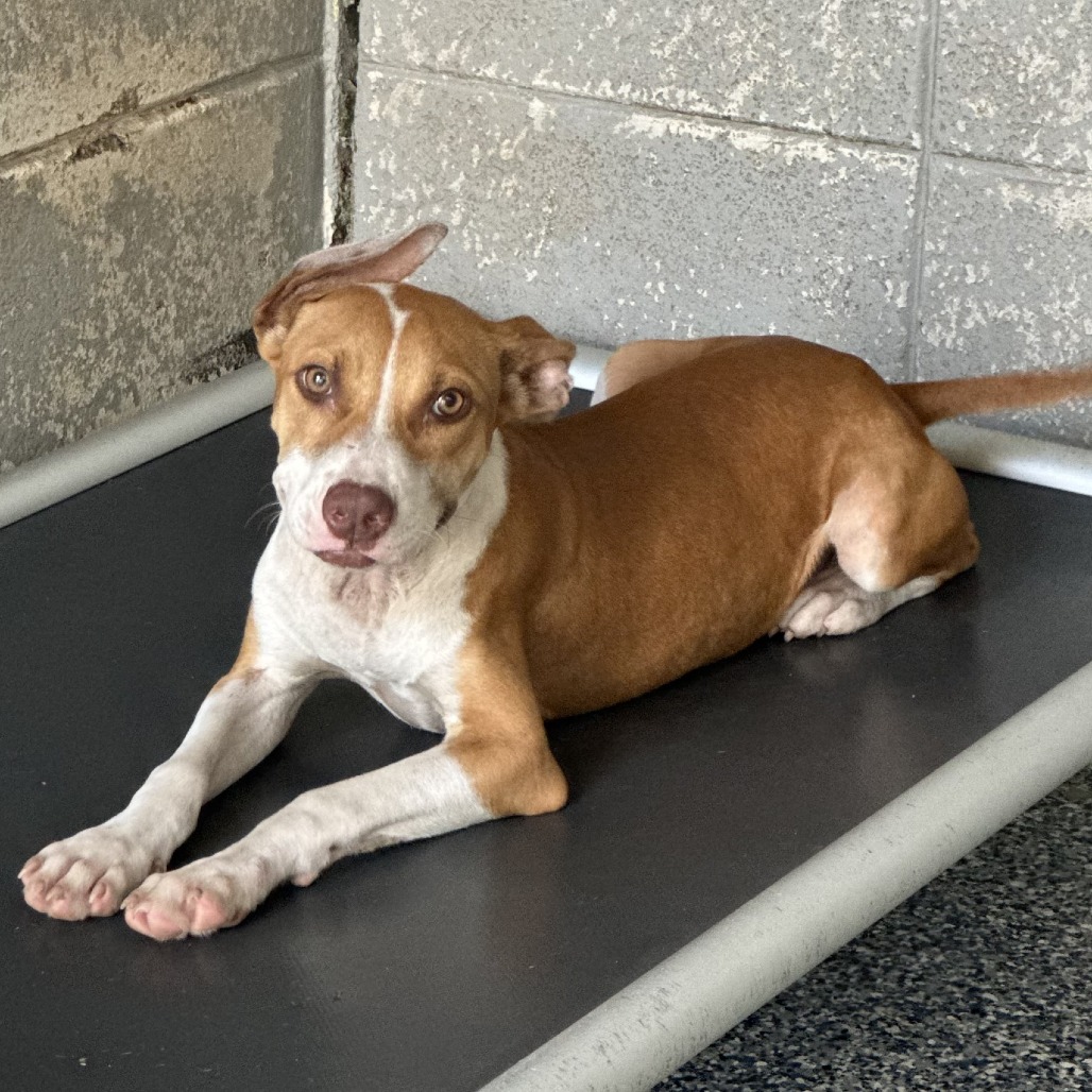 RINA - Terrier / Pit Bull available for adoption