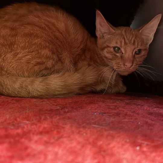 APRICOT - Domestic Shorthair available for adoption
