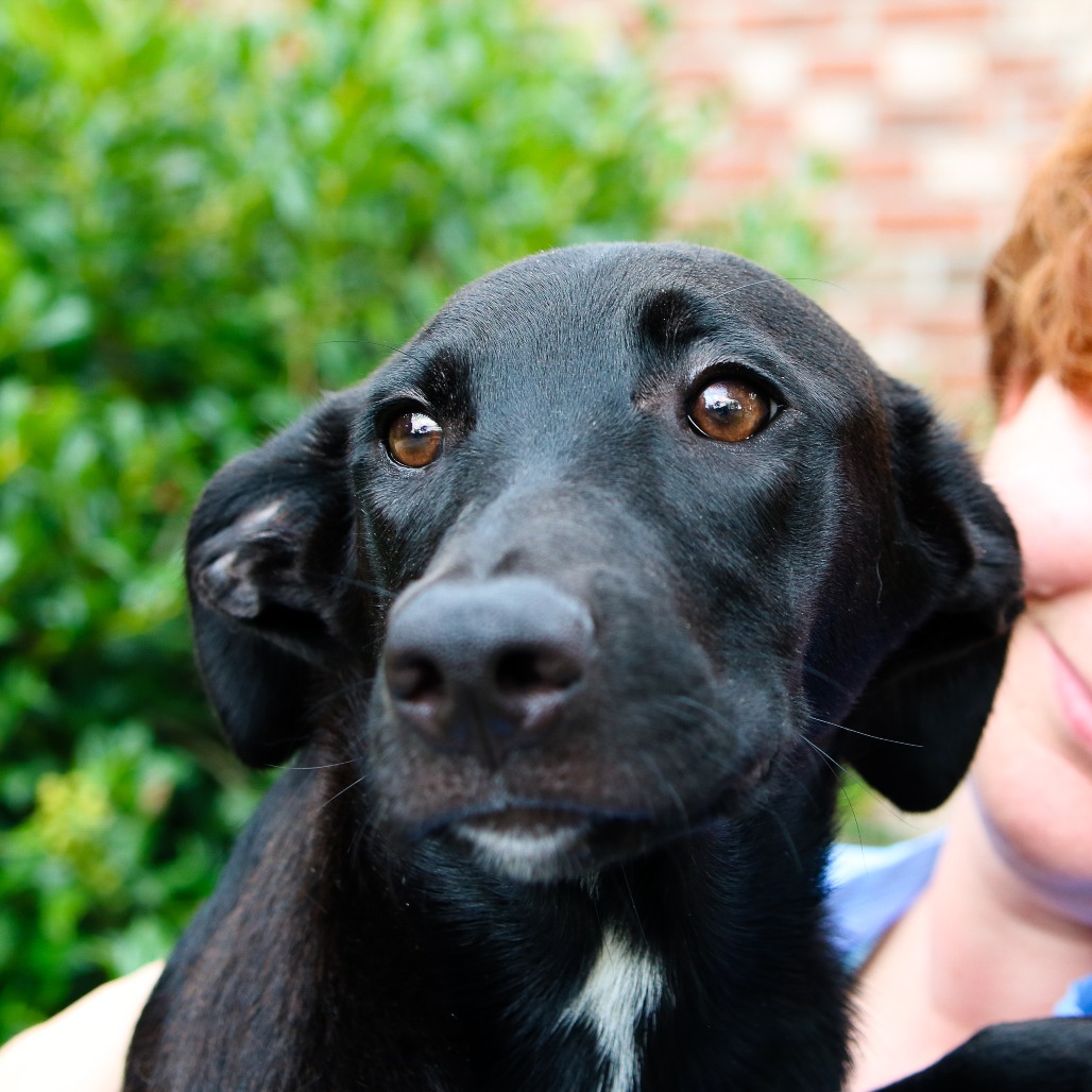 CLARINET - Schnauzer / Retriever, Labrador available for adoption