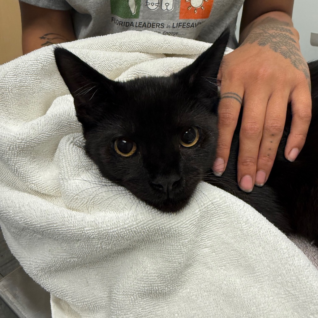 ZUKO - Domestic Shorthair / Domestic Shorthair available for adoption