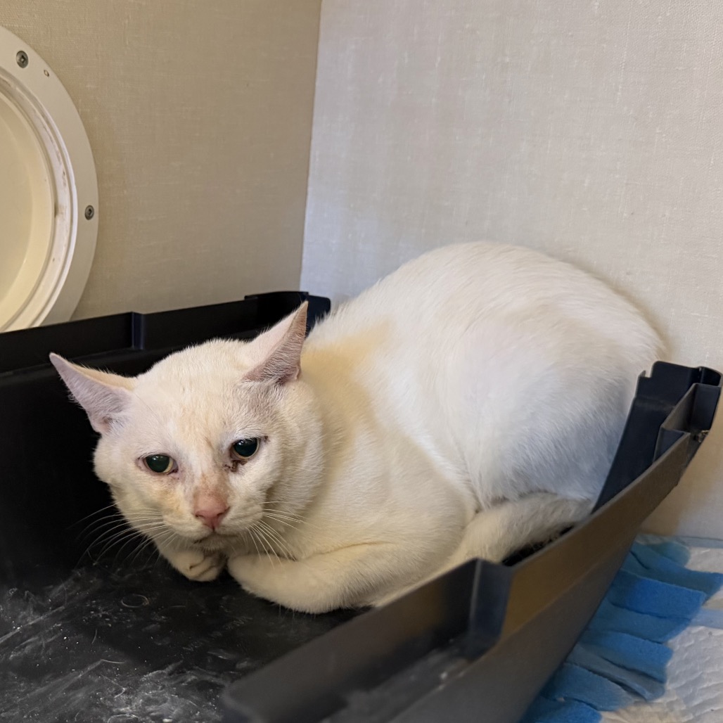 WHITE CHOCOLATE - Domestic Shorthair available for adoption