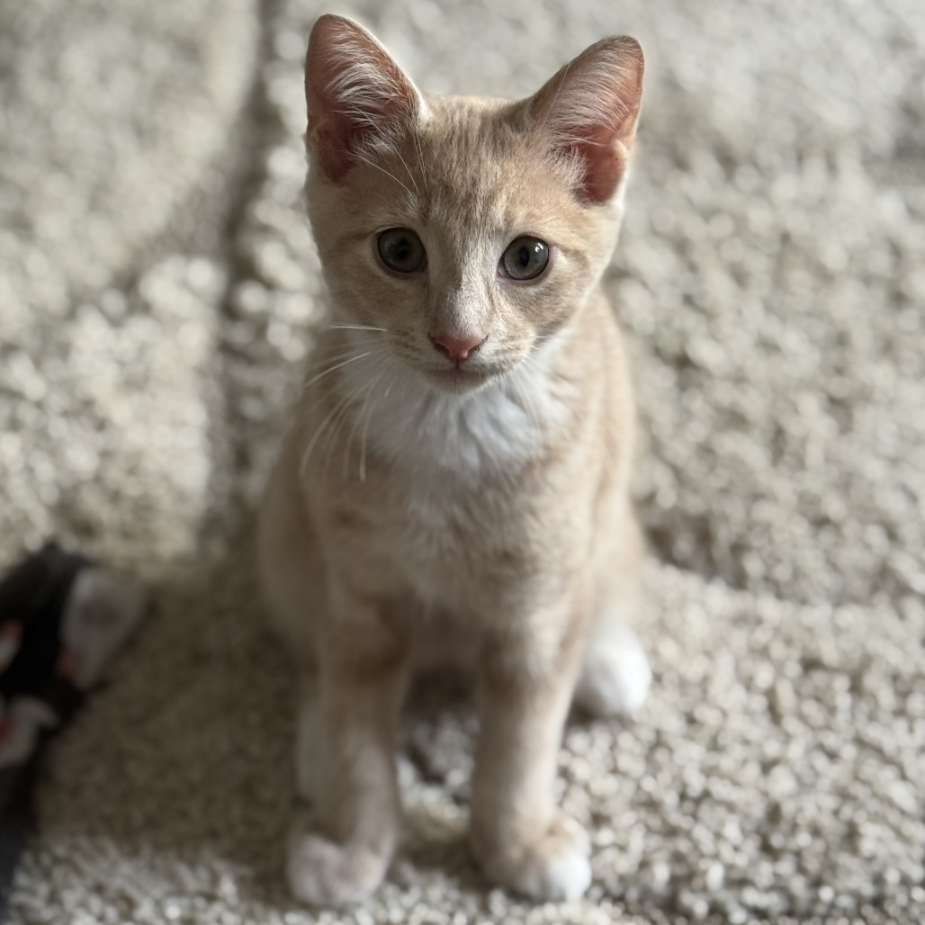 OZZIE (BONDED WITH OPHELIA) - Domestic Shorthair available for adoption