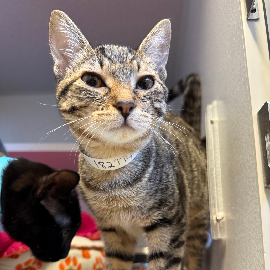 NAMI - Domestic Shorthair available for adoption