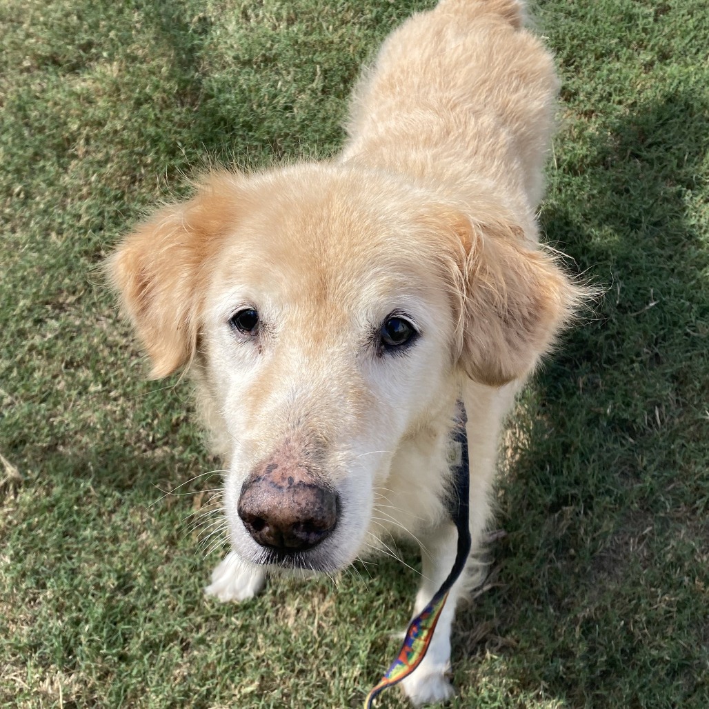 CHARLEY - Mixed Breed (Large) available for adoption