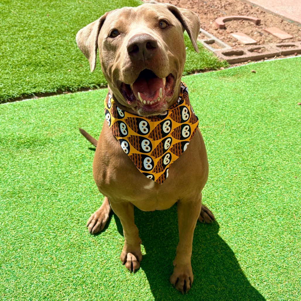 MURPHY - PAWS - Mixed Breed (Medium) for adoption in Las Cruces