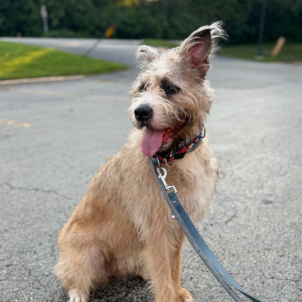 Terrier