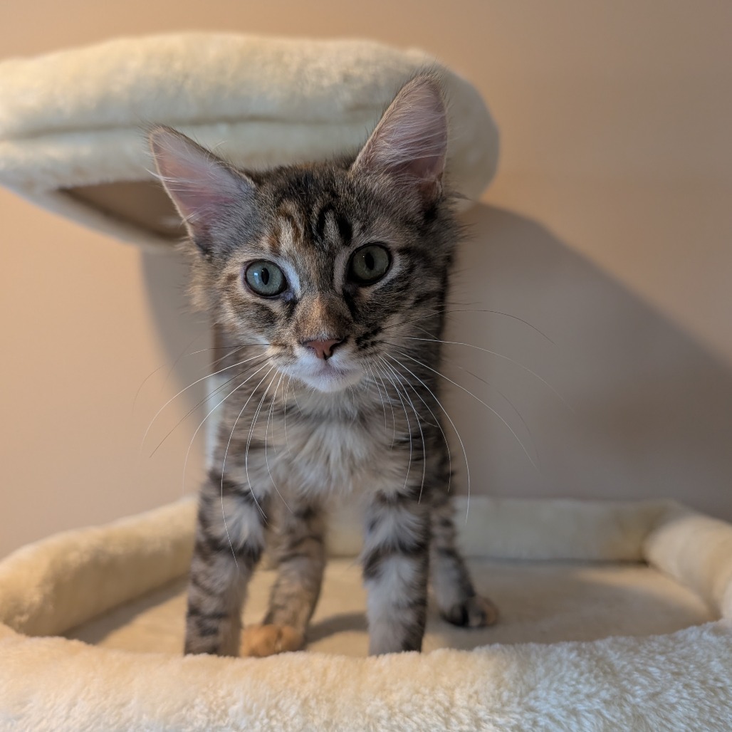 BAILEY - Domestic Medium Hair for adoption in Aurora