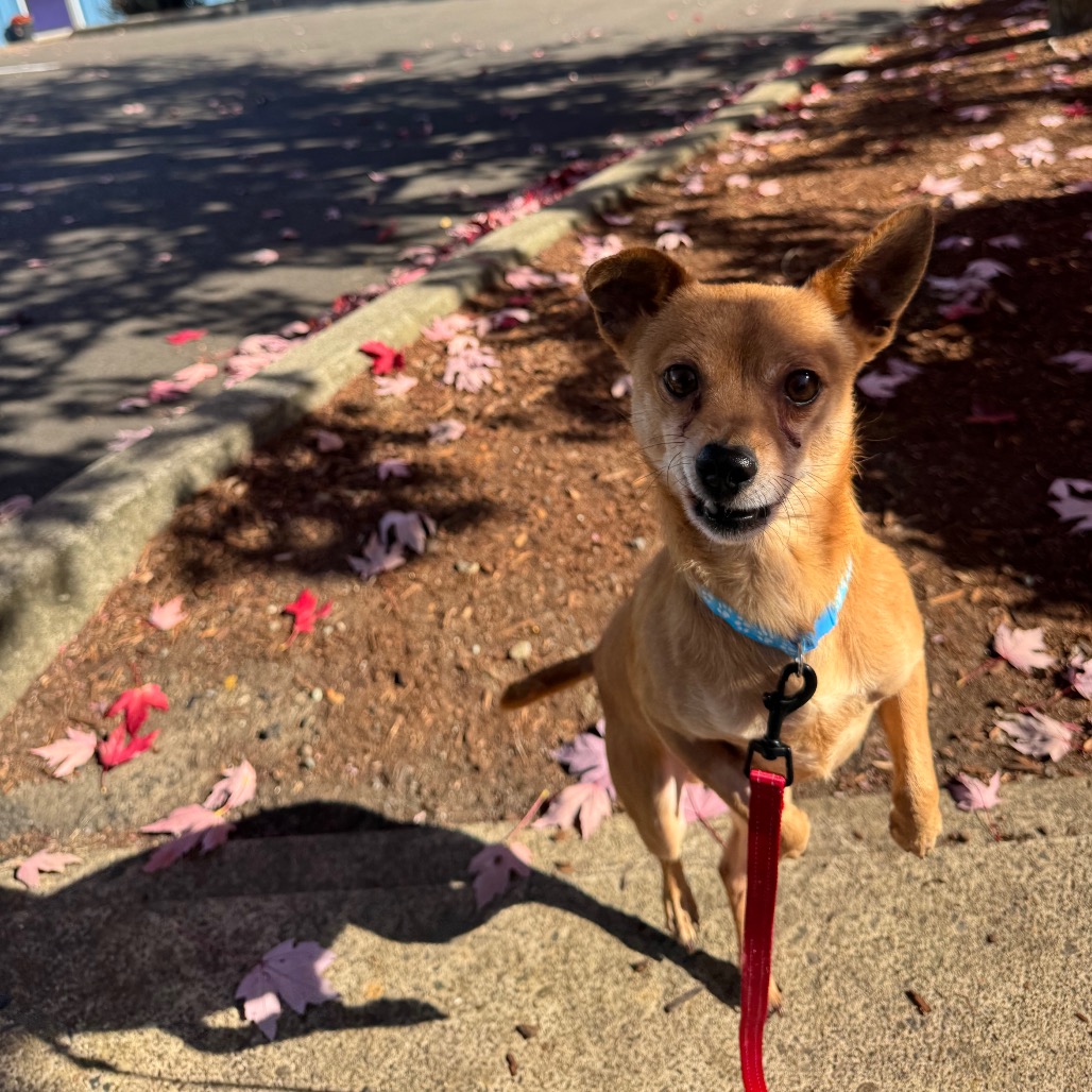 Rusty, photo 11