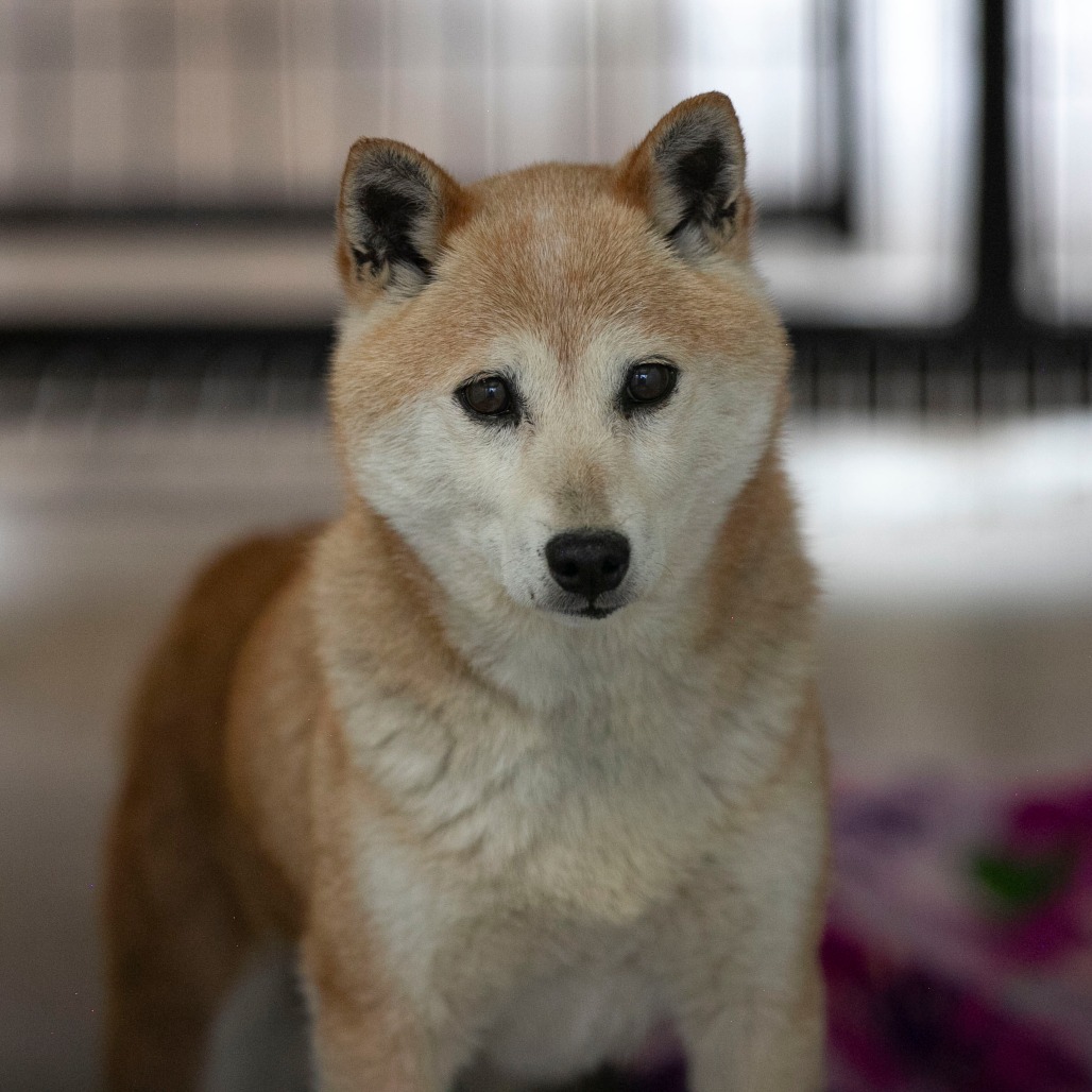 Smiley (MR26-336), photo 3