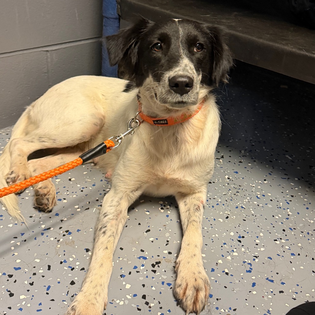 Tusc Stray 85176 2