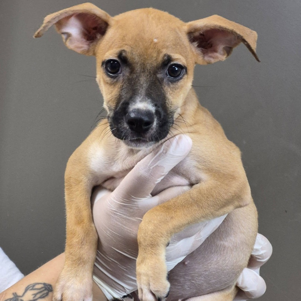 CHICKEN QUESADILLA - Queensland Heeler / Boxer available for adoption