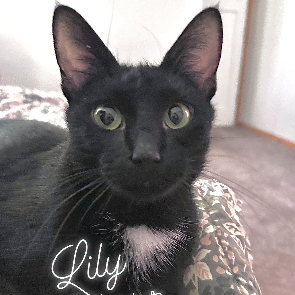 LILY MUENSTER - Domestic Shorthair available for adoption
